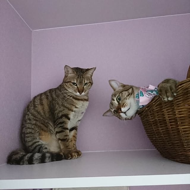 poniさんの実例写真