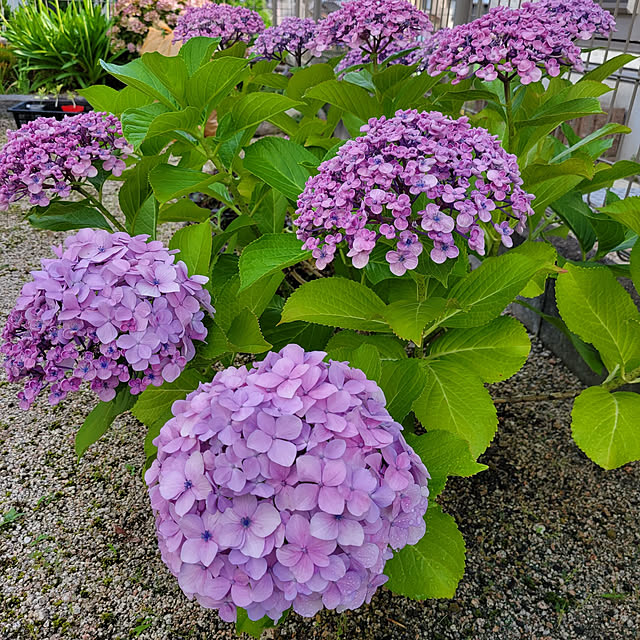 masarinn.さんの実例写真