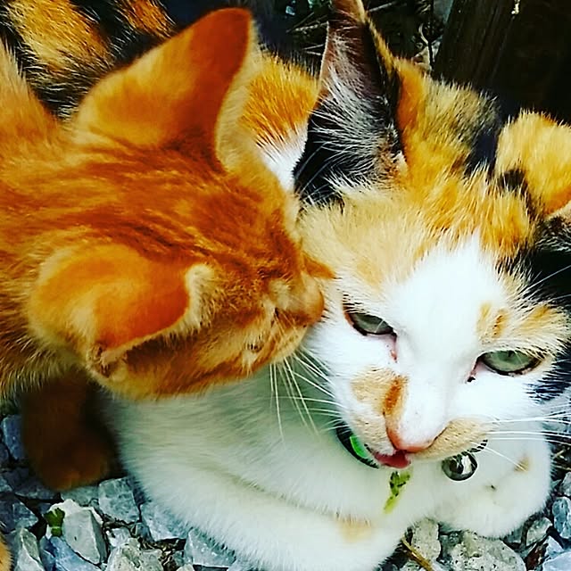 lemoned1126さんの実例写真
