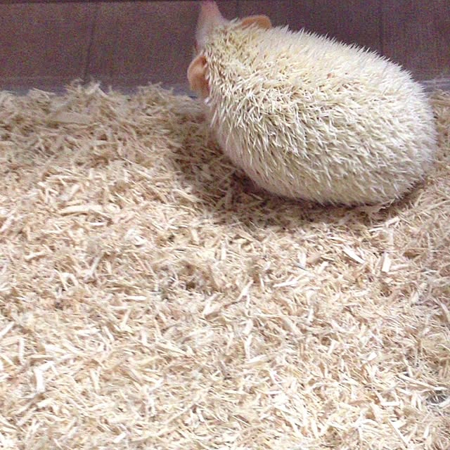 9198_eさんの実例写真