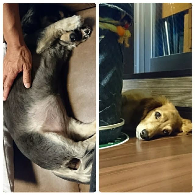 cocosorasakuさんの実例写真