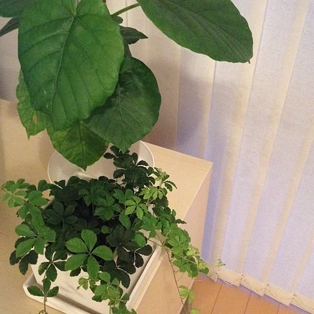 biberuさんの実例写真