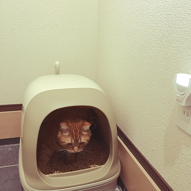 nekoさんの実例写真