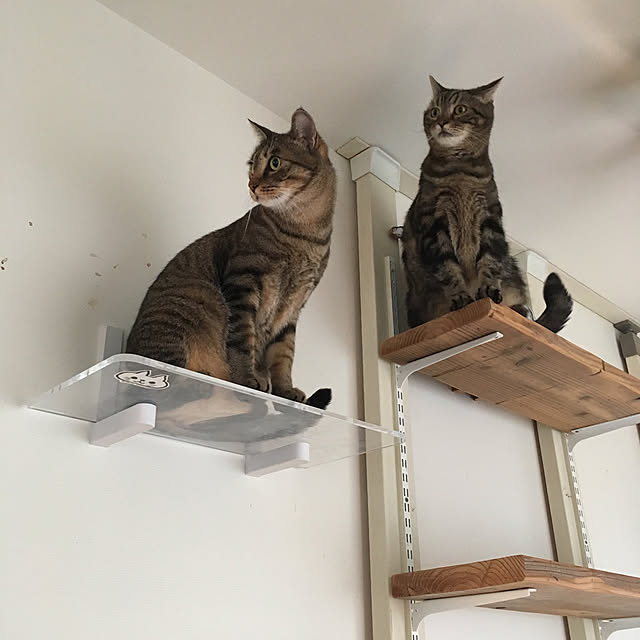 mikomaruさんの実例写真