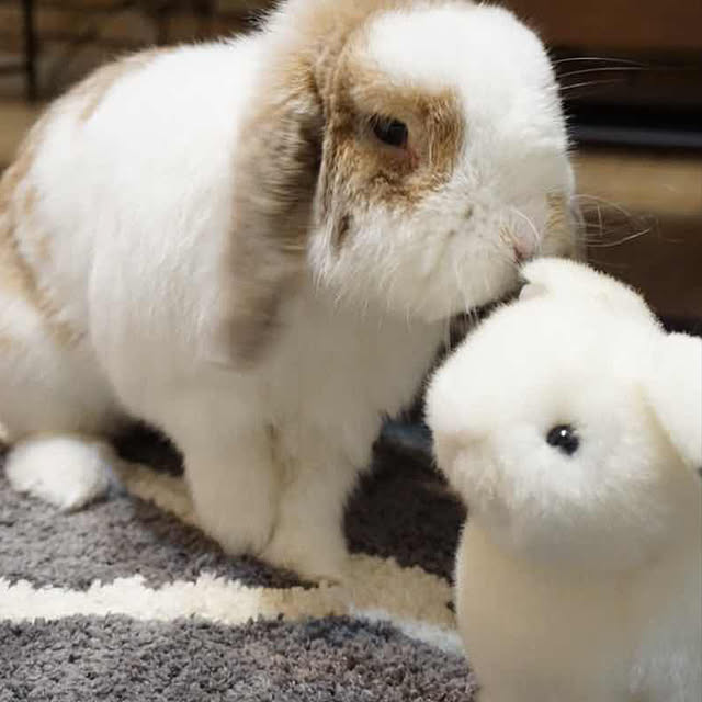 megaho5659さんの実例写真