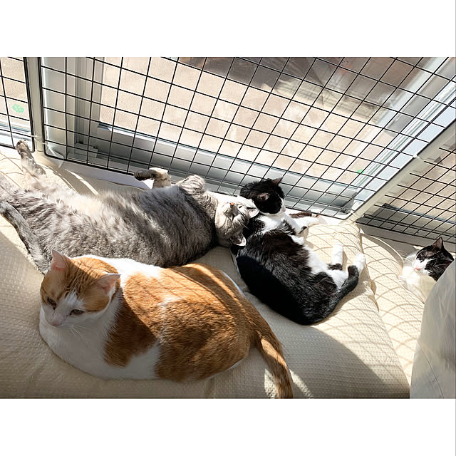 bikkeさんの実例写真