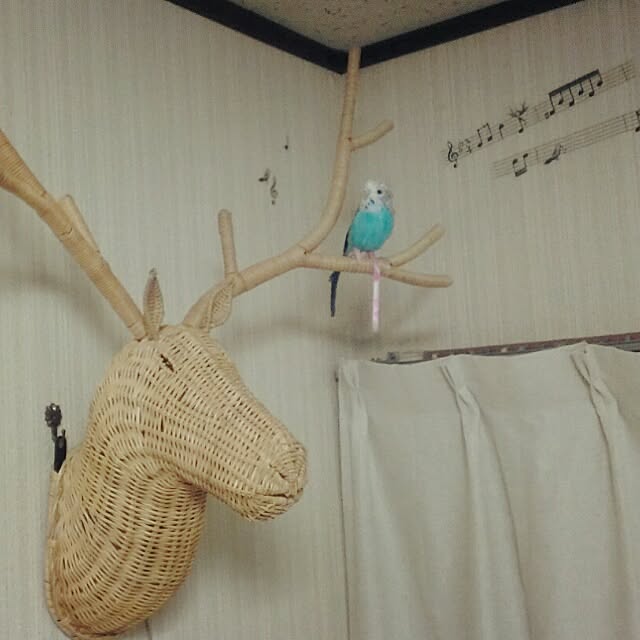 kaoringoさんの実例写真