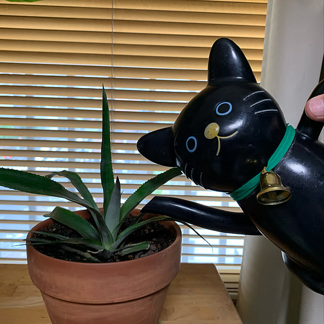 mizucchiさんの実例写真