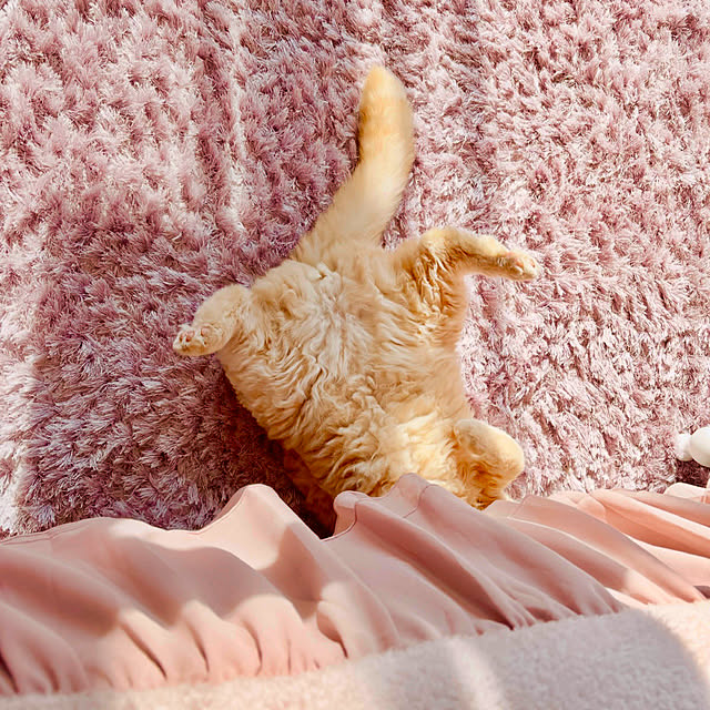 naokoさんの実例写真