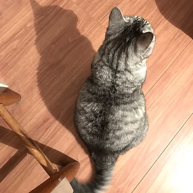 CHIEさんの実例写真