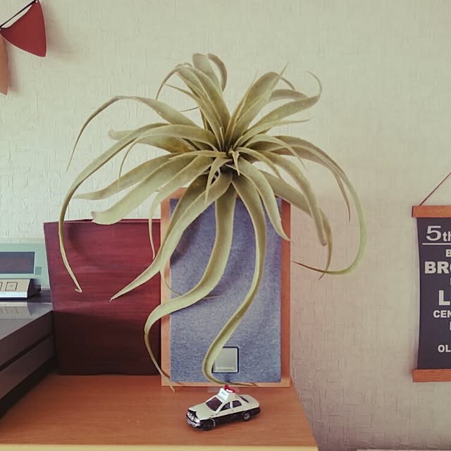 yokoさんの実例写真
