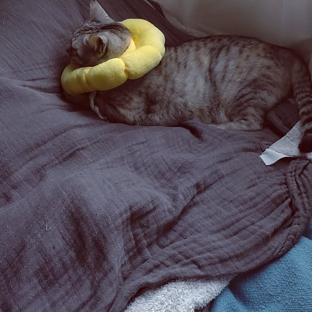 lelielさんの実例写真