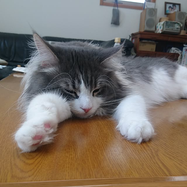 shinobuさんの実例写真