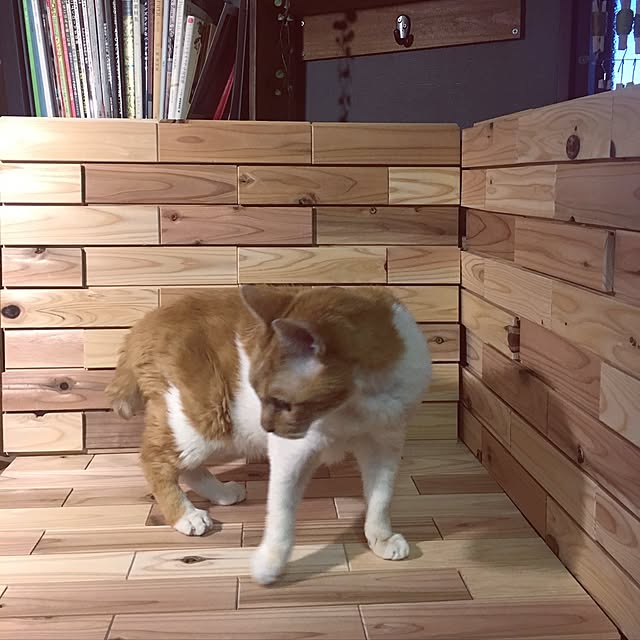 katsuwobushiさんの実例写真