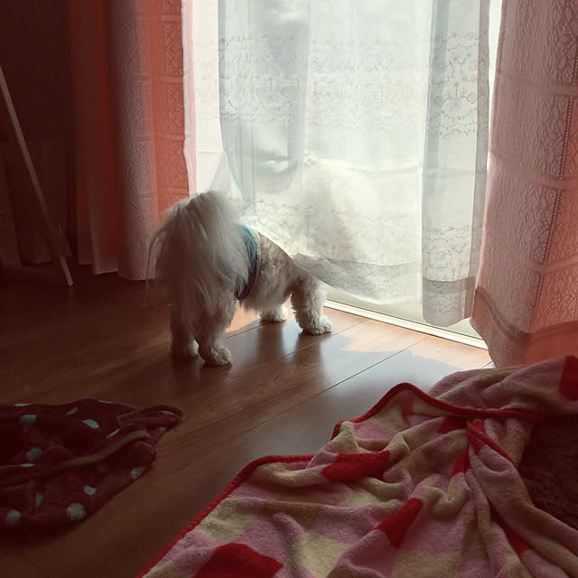 kakkoさんの実例写真
