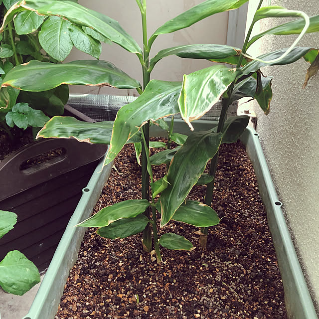 hanachanさんの部屋