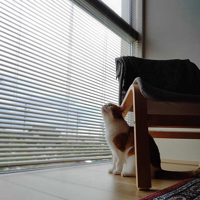 Coney_Island_NYさんの実例写真