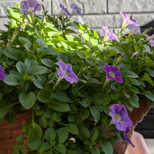 minnieさんの部屋