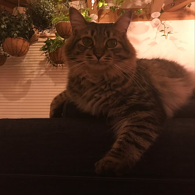 sakurasakuさんの実例写真