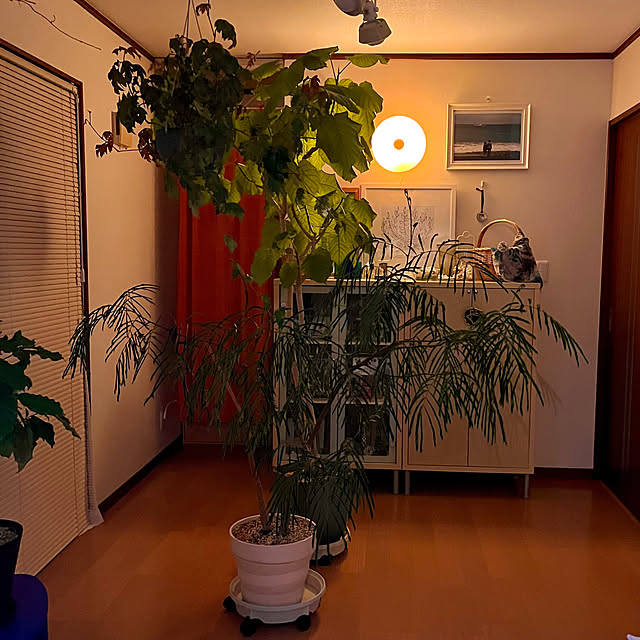 65-24oxoさんの部屋