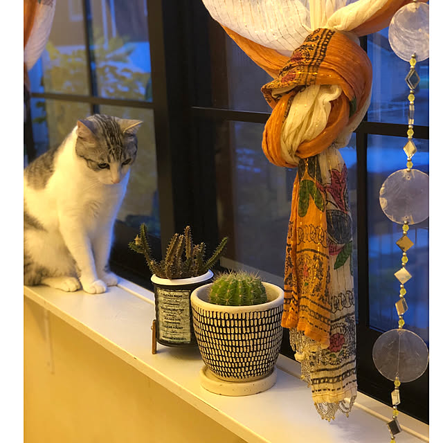syungikuさんの実例写真