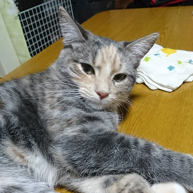 shinobuさんの実例写真