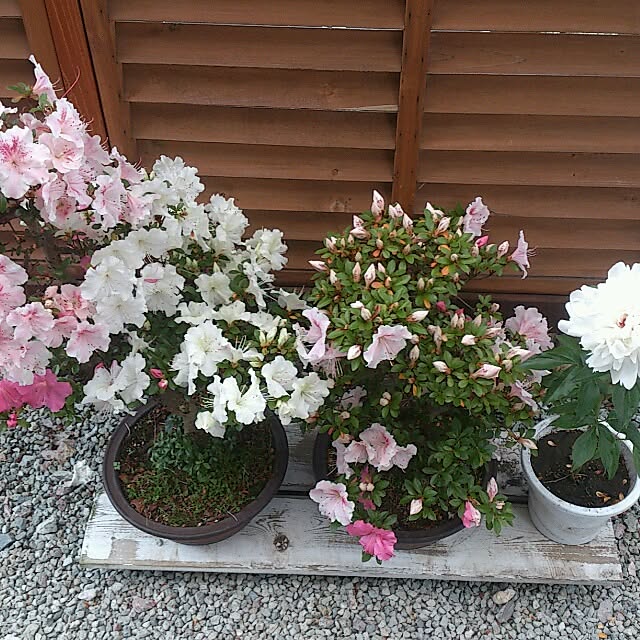 oliveさんの実例写真