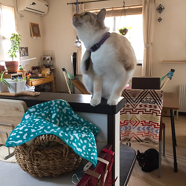 nanaさんの実例写真