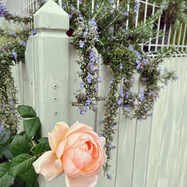 seiseiさんの実例写真