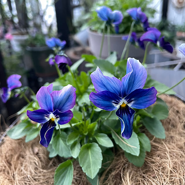 shiropenguinさんの部屋