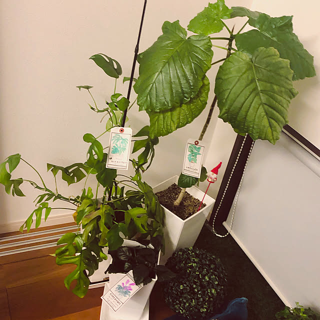 moppaさんの実例写真