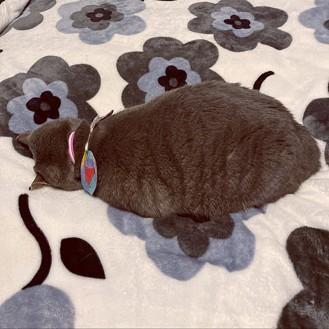 Roby1018さんの実例写真