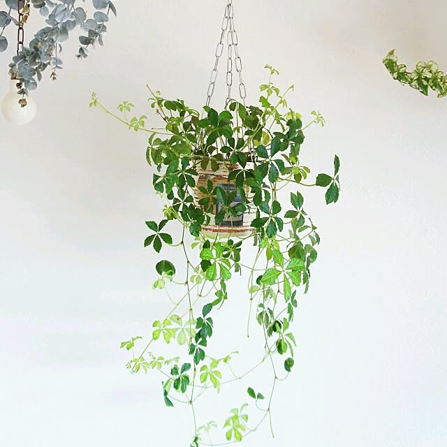 megu-iさんの実例写真