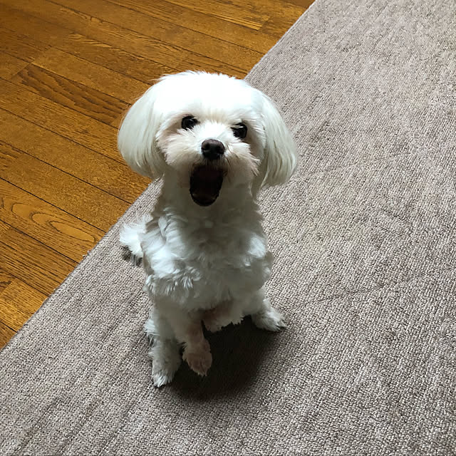 pino1227さんの実例写真