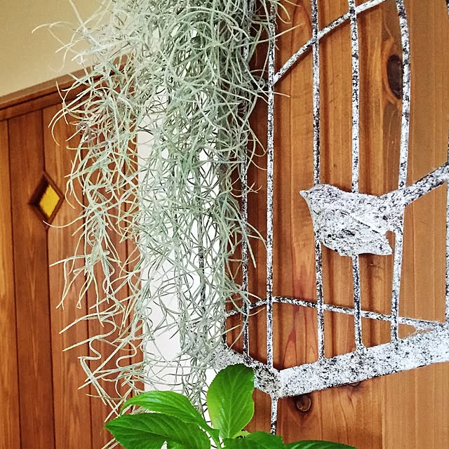 キッチン/とりかご/エアプランツ/柱/観葉植物...などのインテリア実例 - 2015-03-17 16:21:15
