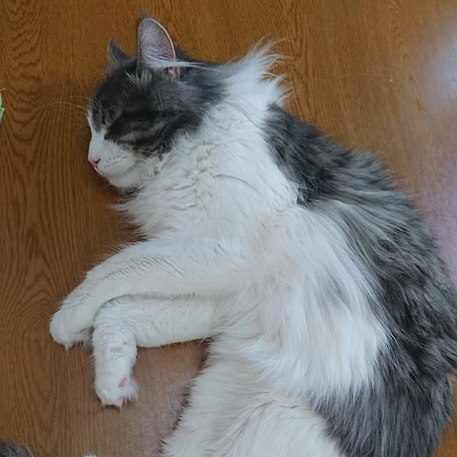 shinobuさんの実例写真