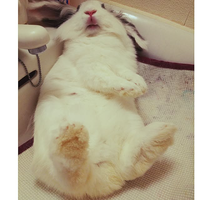 WASABIさんの実例写真
