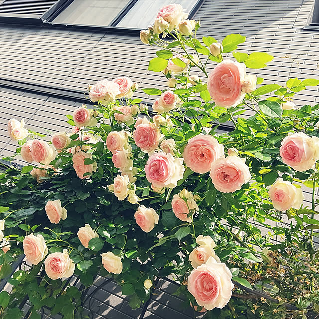 mayuroseさんの実例写真