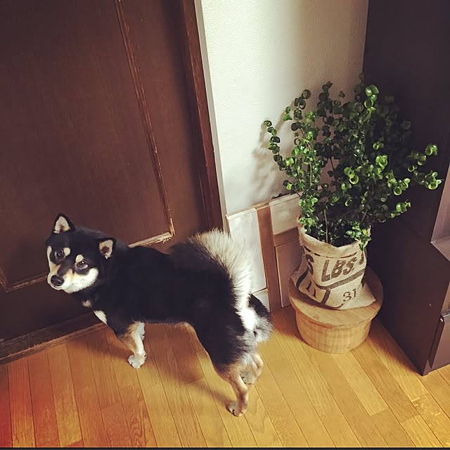 ankoさんの実例写真