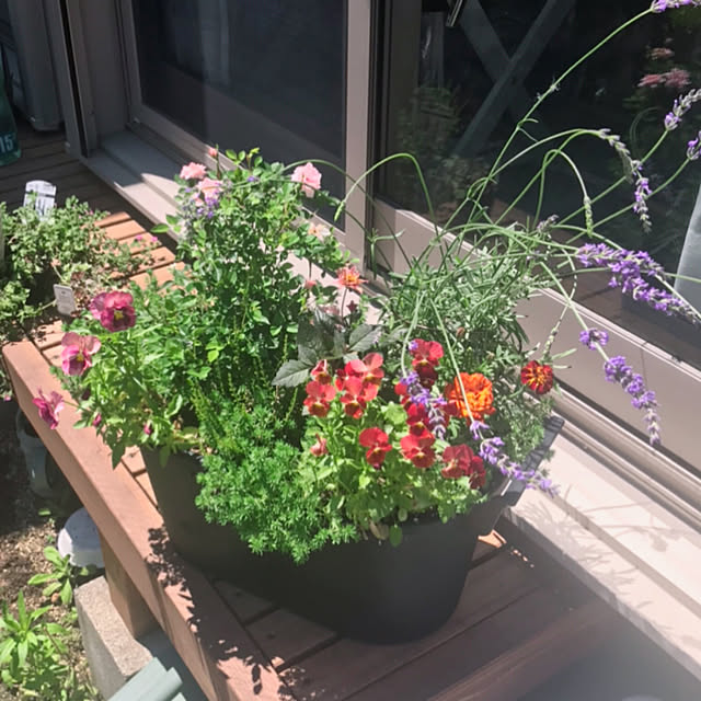 portulacaさんの実例写真