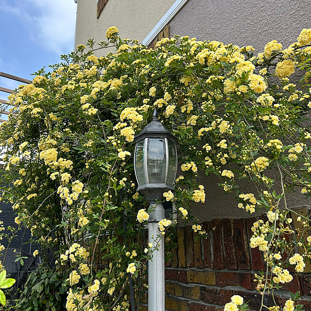 kichaさんの実例写真