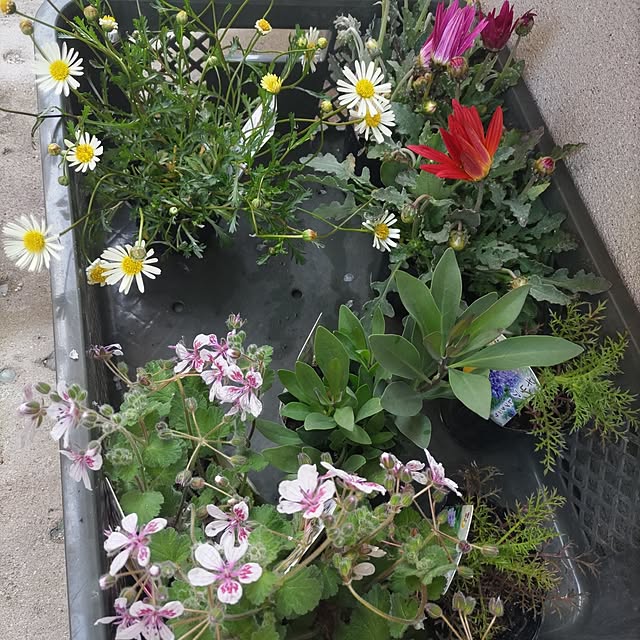 salacocoさんの部屋