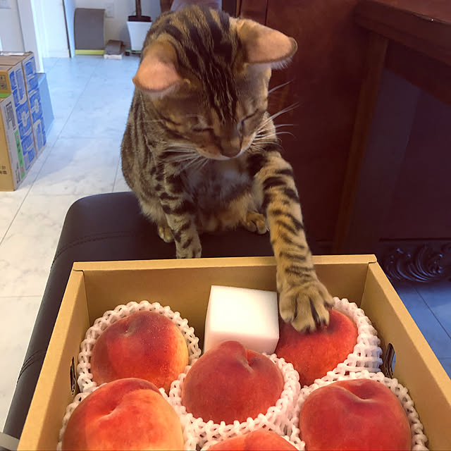 iranさんの実例写真