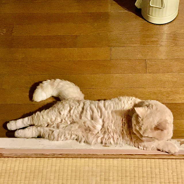 naokoさんの実例写真
