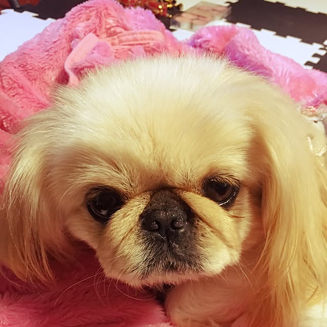 vanillaさんの実例写真