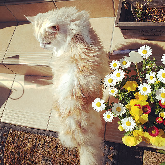 megu.catさんの実例写真