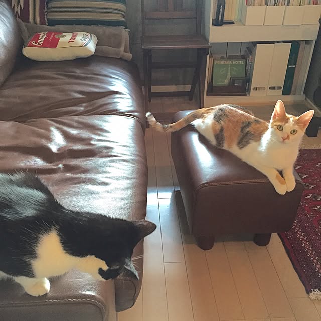 ziziguguさんの実例写真