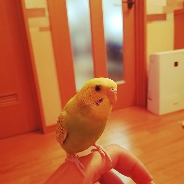 koikoiさんの実例写真