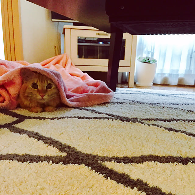 Ryokoさんの実例写真