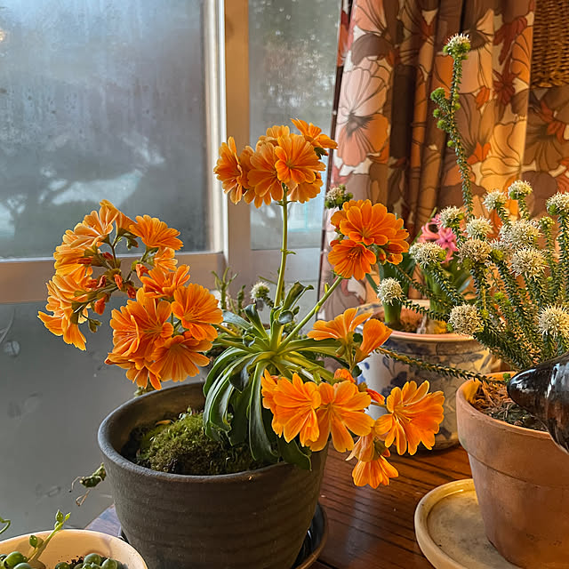 shin0719さんの実例写真